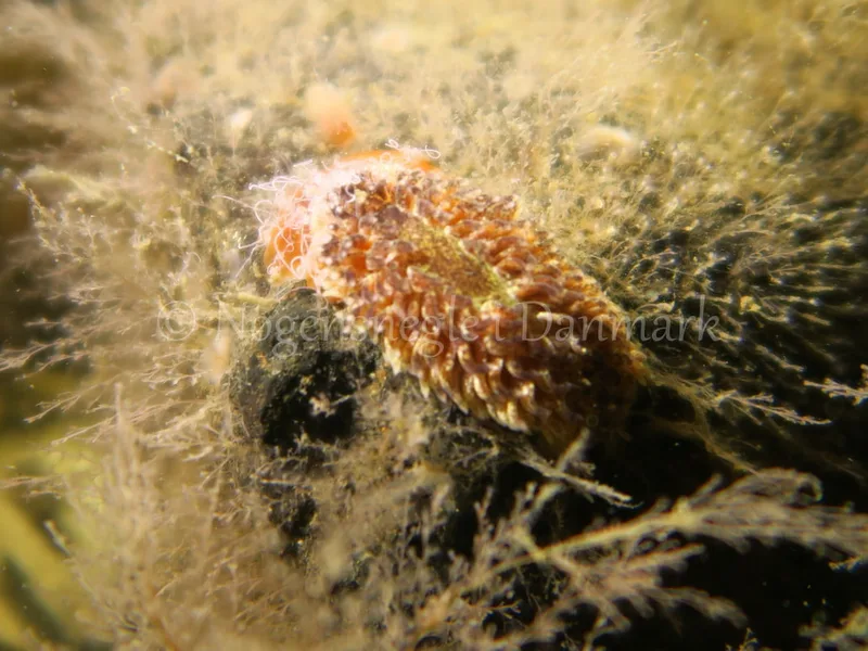Aeolidia papillosa - Søbadet stenrev, Lillebælt - Foto: HP Ølgaard