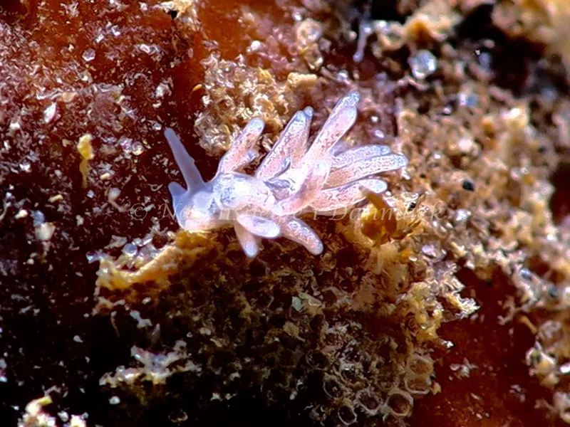 Tenellia adspersa - Ammoniakhavnen - Foto: HP Ølgaard