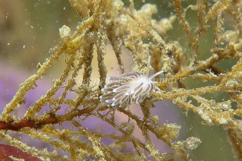 Cuthonella concinna - Lyngsbo Strand - Foto: AnneKatrine Frederiksen