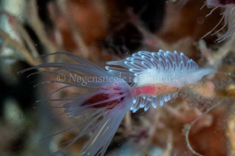 Cuthonella concinna - Ammoniakhavnen - Foto: Ole Dreyer