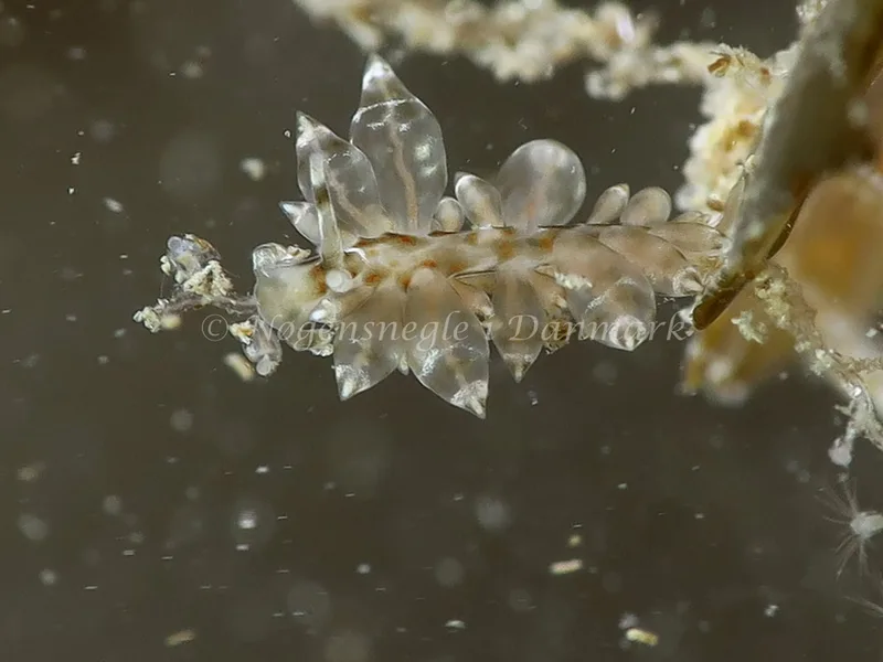 Amphorina viriola - Lyngsbo Strand - Foto: HP Ølgaard