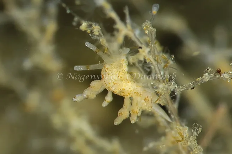 Eubranchus exiguus - Lyngsbo Strand - Foto: AnneKatrine Frederiksen