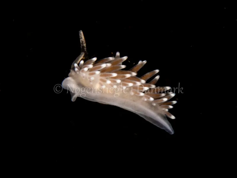 Cuthonella concinna - Ammoniakhavnen - Foto: Ole Dreyer