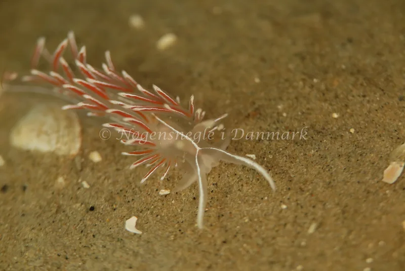 Fjordia lineata - Rødspættedamperen - Foto: Ib Sørensen