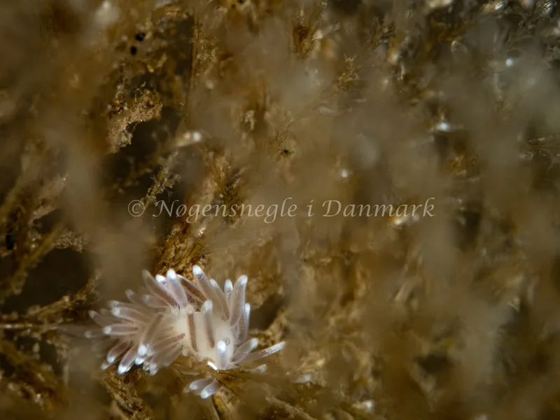 Cuthonella concinna - Ammoniakhavnen - Foto: Michael Christensen