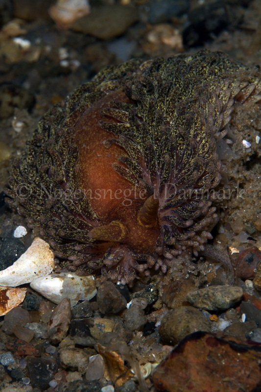Foto: Poul Erik Rasmussen ....... Aeolidia papillosa -- www.nudibranchia.dk