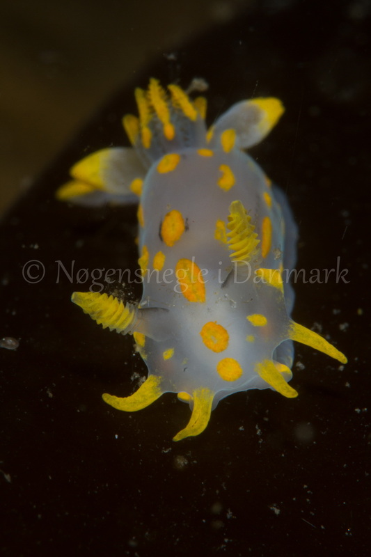 Foto: Poul Erik Rasmussen ....... Polycera quadrilineata -- www.nudibranchia.dk