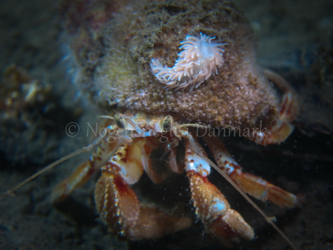 Foto: Claus Neupart ....... Cuthona nana -- www.nudibranchia.dk