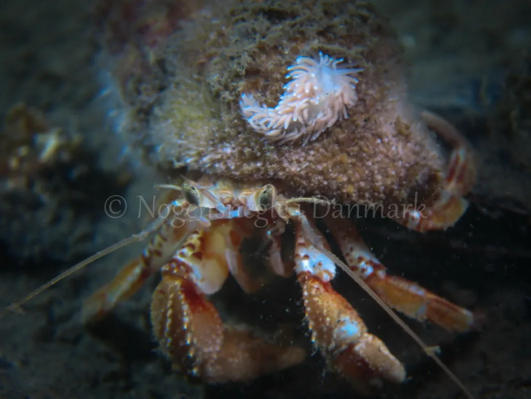 Foto: Claus Neupart ....... Cuthona nana -- www.nudibranchia.dk