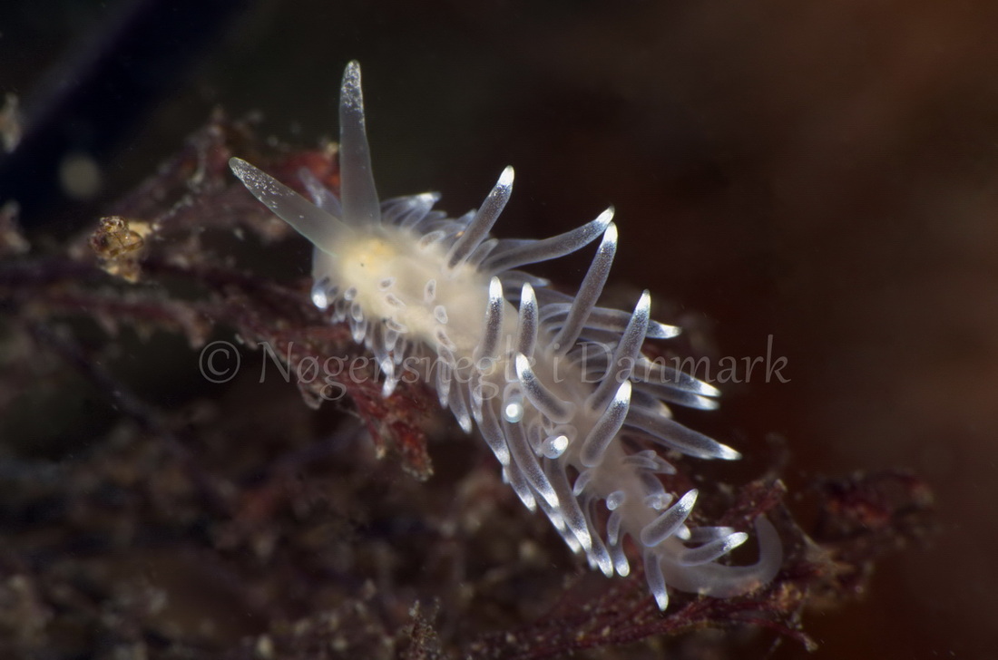 Foto: Jørn Ari ....... Cuthona concinna - www.nudibranchia.dk - Nøgensnegle i Danmark