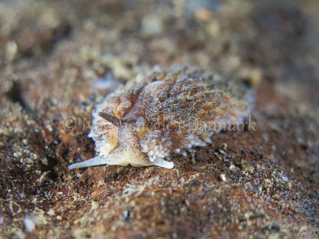 Foto: Dan Holm ....... Aeolidia papillosa -- www.nudibranchia.dk