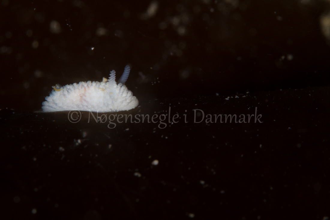 Foto: Poul Erik Rasmussen ....... Onchidoris muricata-- www.nudibranchia.dk