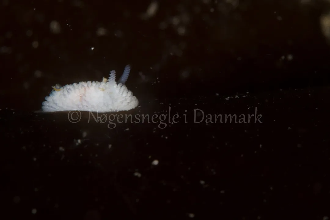 Foto: Poul Erik Rasmussen ....... Onchidoris muricata-- www.nudibranchia.dk