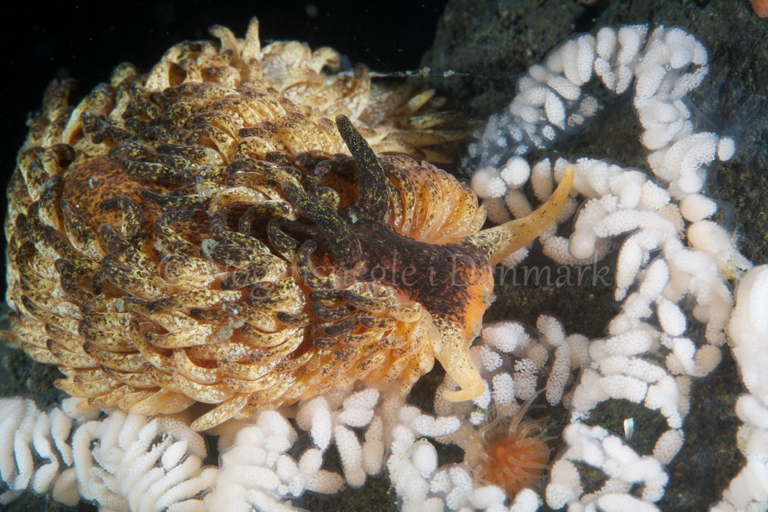 Foto: Steffen Schmitt ....... Aeolidia papillosa -- www.nudibranchia.dk