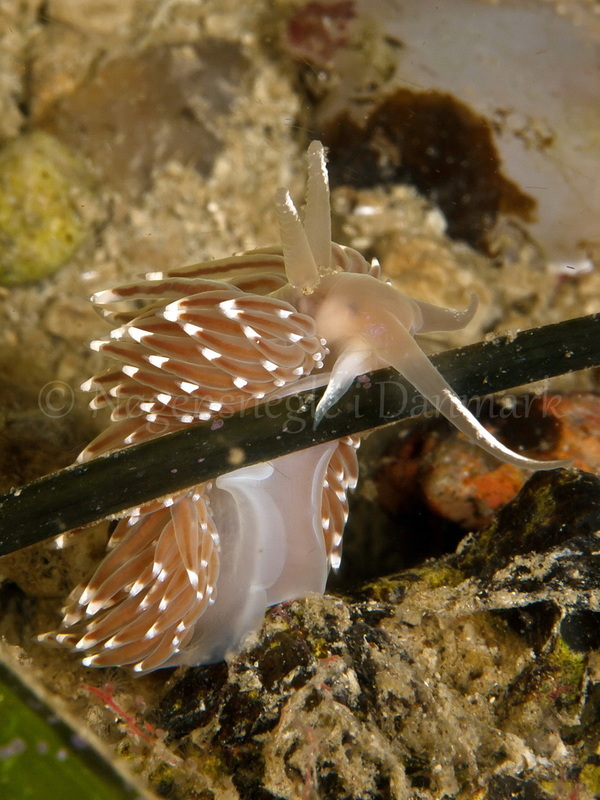 Foto: Jørn Ari ....... Facelina bostoniensis - www.nudibranchia.dk - Nøgensnegle i Danmark