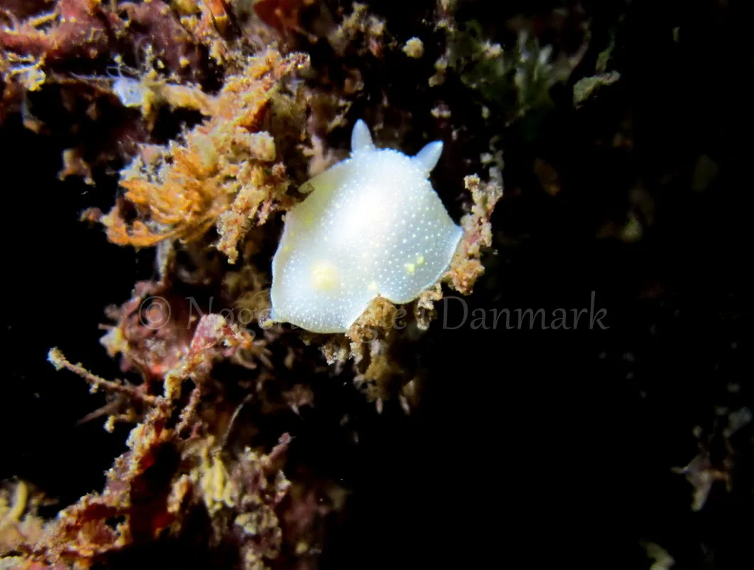Foto: Claus Neupart ....... Cadlina laevis  - www.nudibranchia.dk - Nøgensnegle i Danmark