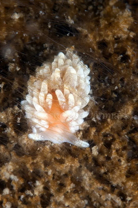 Foto: Poul Erik Rasmussen ....... Aeolidiella glauca - Nudibranchia.dk - Nøgensnegle i Danmark