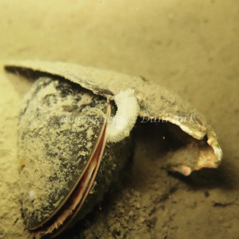 Acanthodoris pilosa - Knudshoved Færgehavn - Foto: Trine Bøegh Levring