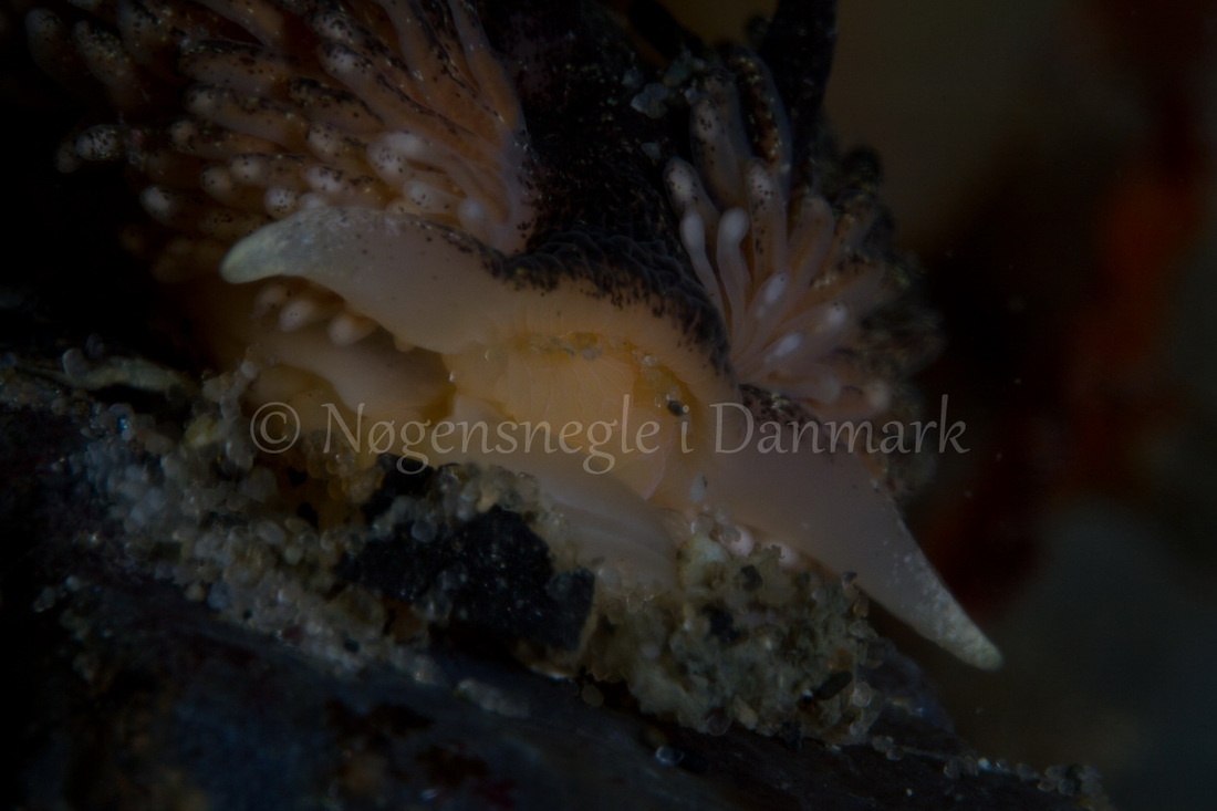 Foto: Poul Erik Rasmussen ....... Aeolidia papillosa -- www.nudibranchia.dk