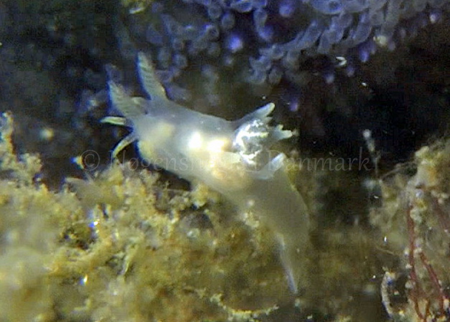 Foto: Thomas Blume ...... Ancula gibbosa - www.nudibranchia.dk - Nøgensnegle i Danmark