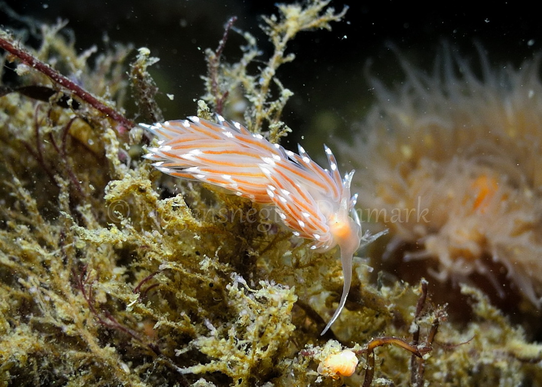 Foto: Martin Andersen....... Facelina bostoniensis -- www.nudibranchia.dk --