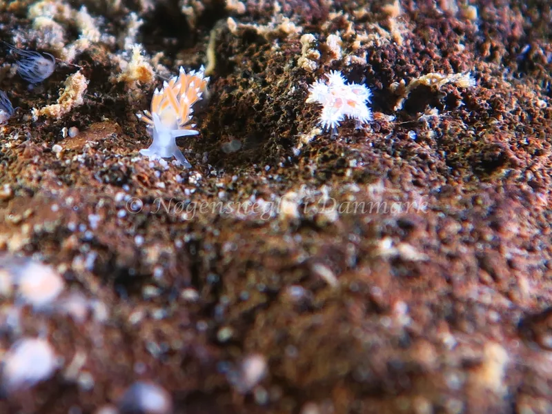 Coryphella verrucosa rufibranchialis - Lyngsbo Strand - Foto: HP Ølgaard