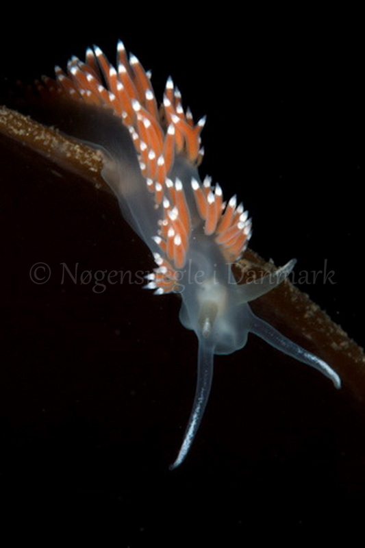 Foto: Poul Erik Rasmussen ....... Flabellina browni - www.nudibranchia - Nøgensnegle i Danmark