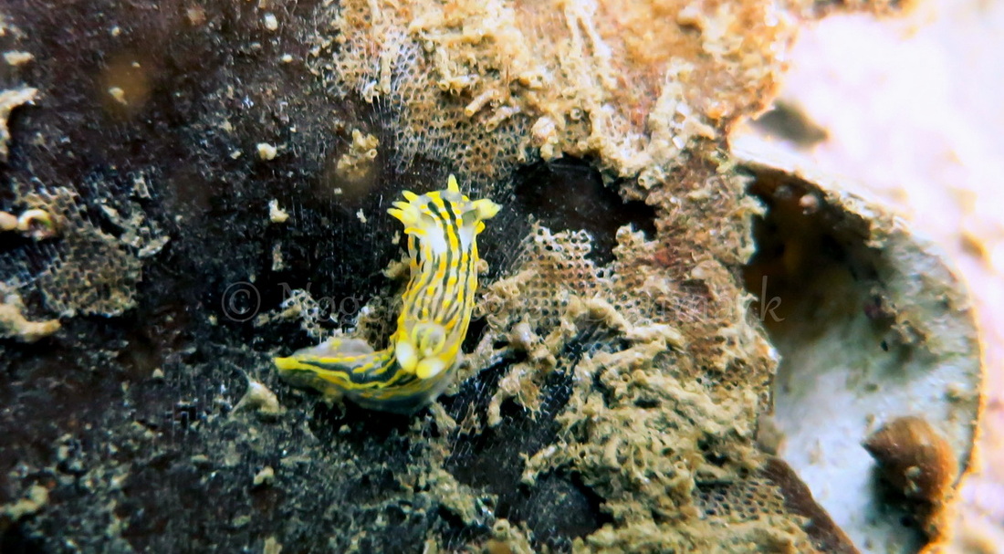 Foto: Dan Holm ....... Polycera quadrilineata -- www.nudibranchia.dk