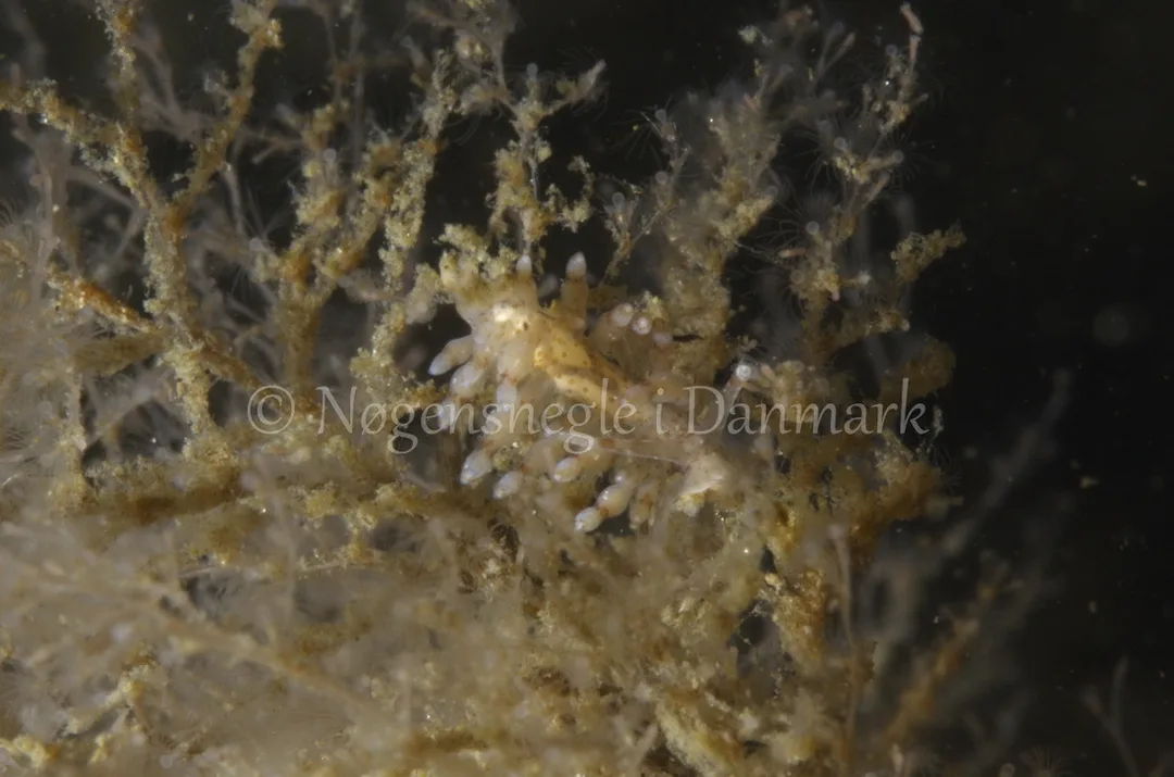Foto: Jørn Ari ....... Eubranchus rupium -- www.nudibranchia.dk