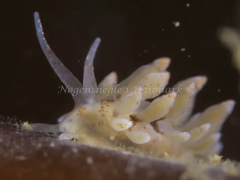Eubranchus rupium - Lyngsbo Strand - Foto: HP Ølgaard