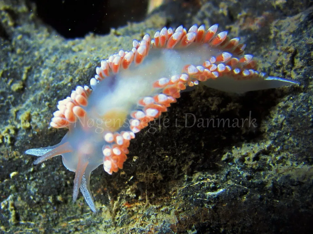 Foto: Claus Neupart ....... Flabellina verrucosa - www.nudibranchia.dk - Nøgensnegle i Danmark 