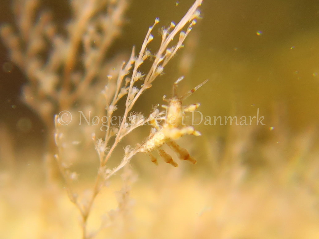 Eubranchus rupium - Søbadet stenrev, Lillebælt - Foto: HP Ølgaard