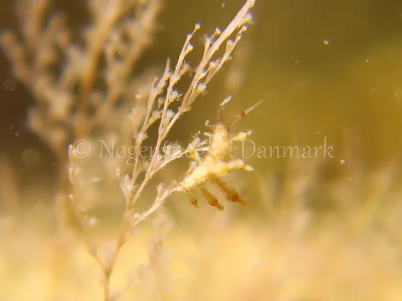 Eubranchus rupium - Søbadet stenrev, Lillebælt - Foto: HP Ølgaard