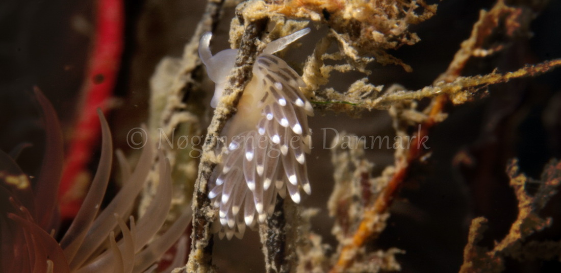 Foto: Martin Allen....... Cuthona concinna -- www.nudibranchia.dk --