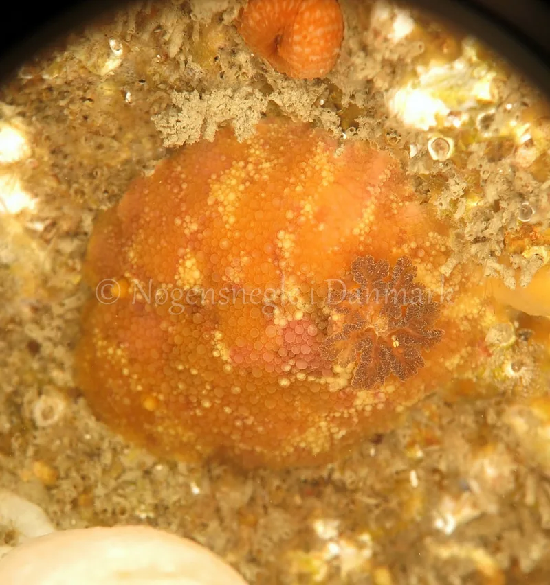 Doris pseudoargus - Anton (Vrag) - Foto: Ib Sørensen