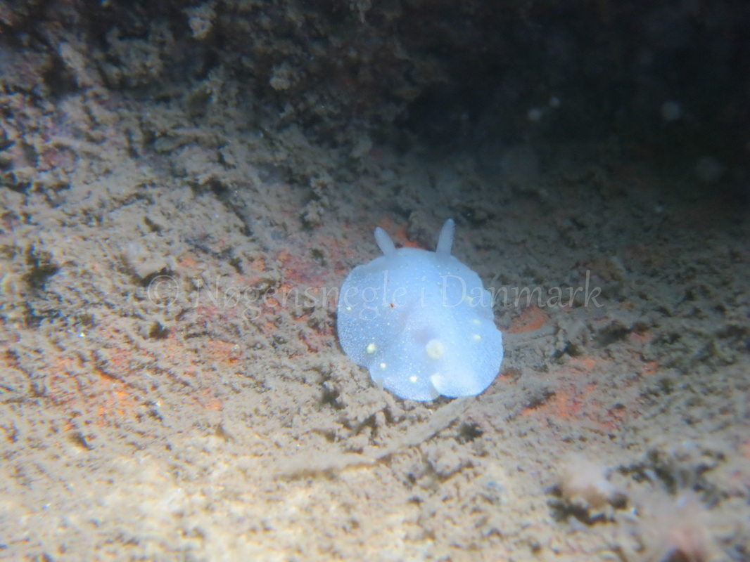 Foto: Claus Neupart ....... Cadlina laevis -- www.nudibranchia.dk