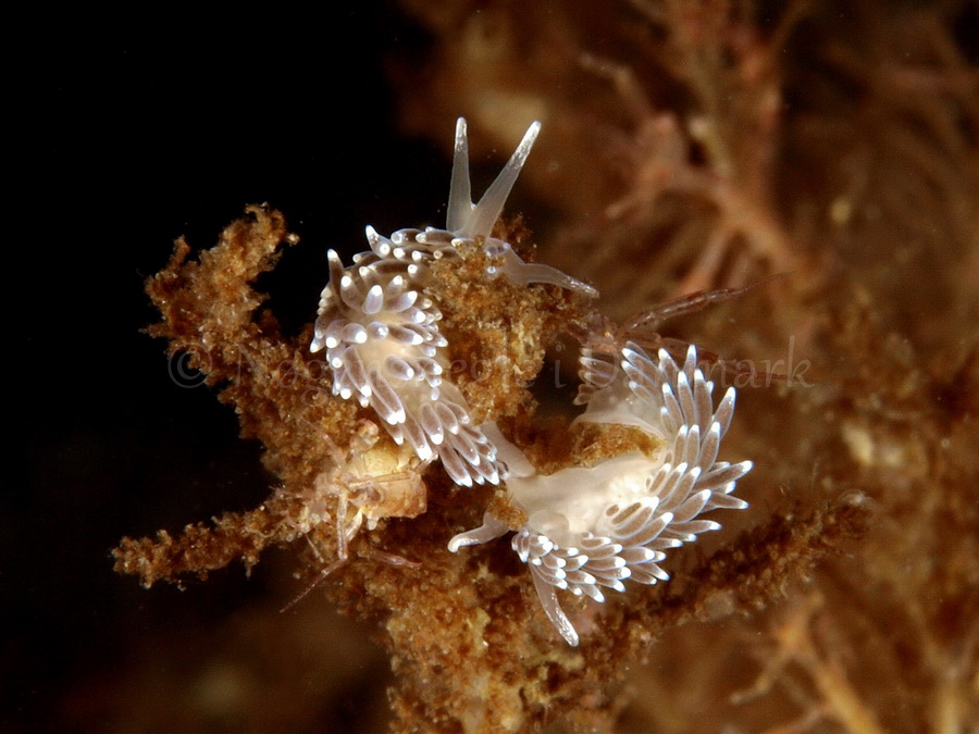 Foto: Jørn Ari ....... Cuthona concinna - www.nudibranchia.dk - Nøgensnegle i Danmark