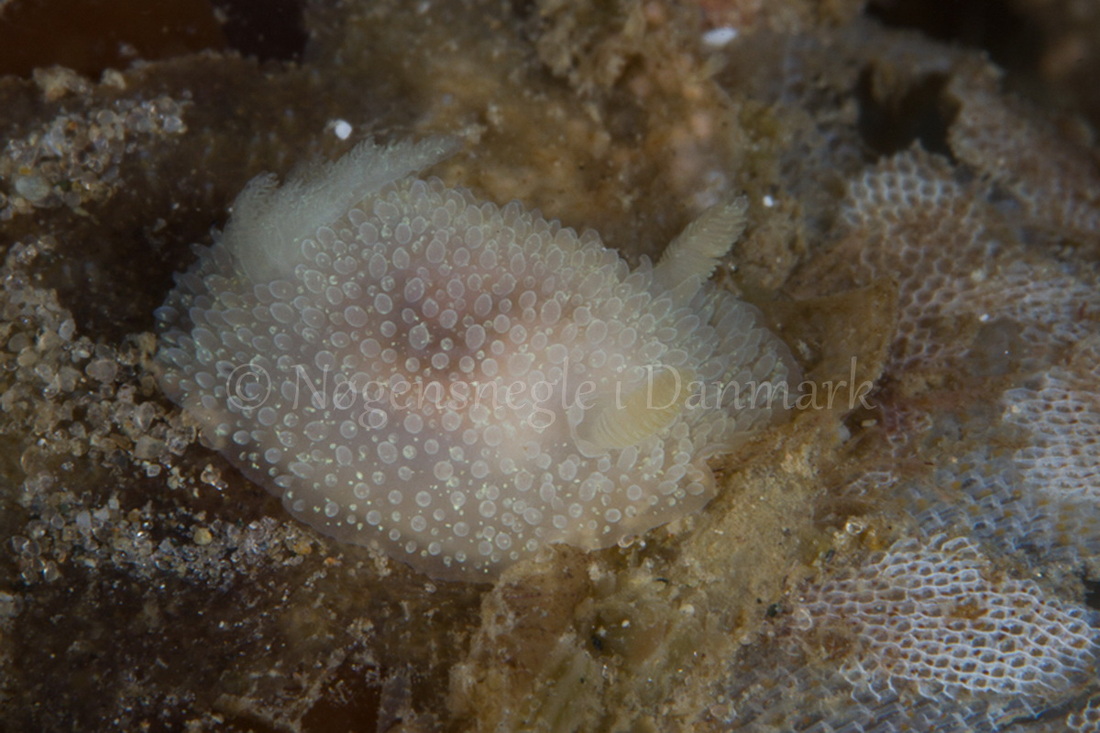 Foto: Poul Erik Rasmussen ....... Acanthodoris pilosa -- www.nudibranchia.dk