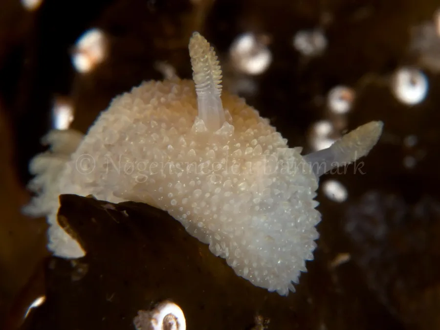 Foto: Jørn Ari ....... Acanthodoris pilosa - www.nudibranchia.dk - Nøgensnegle i Danmark