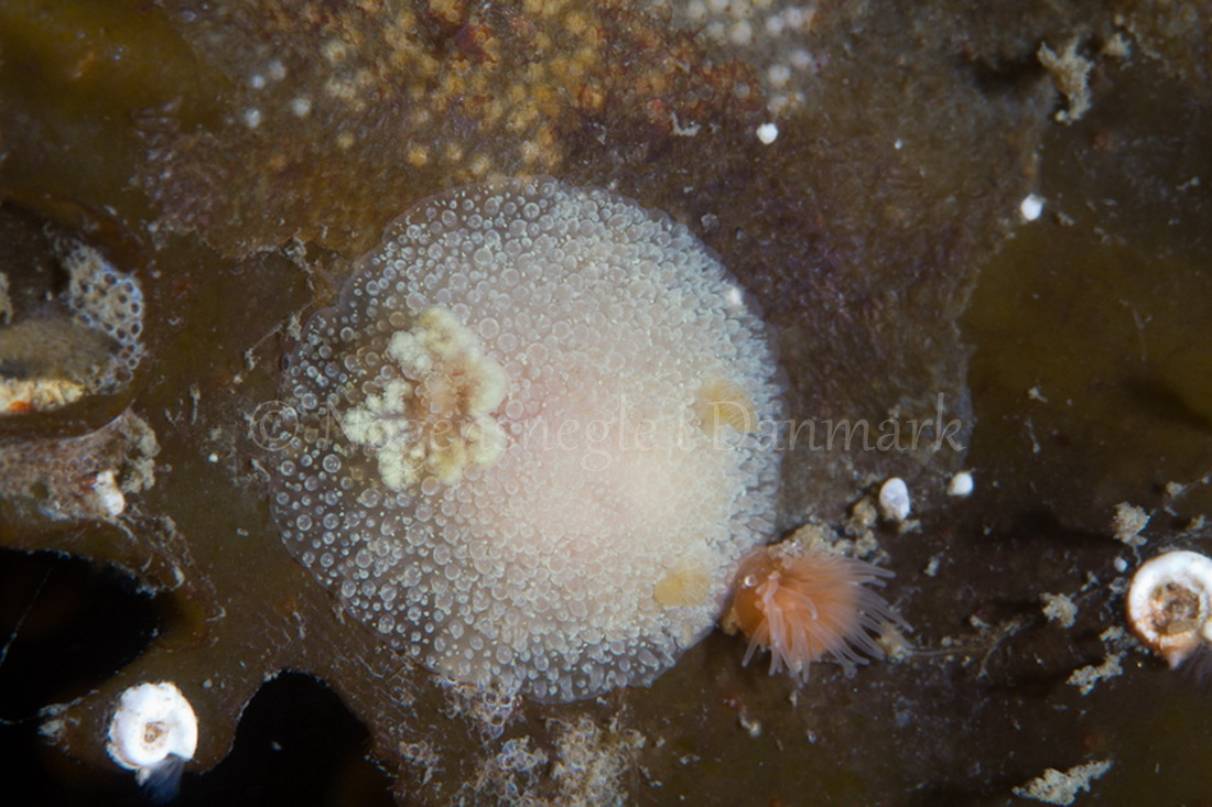 Foto: Poul Erik Rasmussen ....... Acanthodoris pikosa -- www.nudibranchia.dk