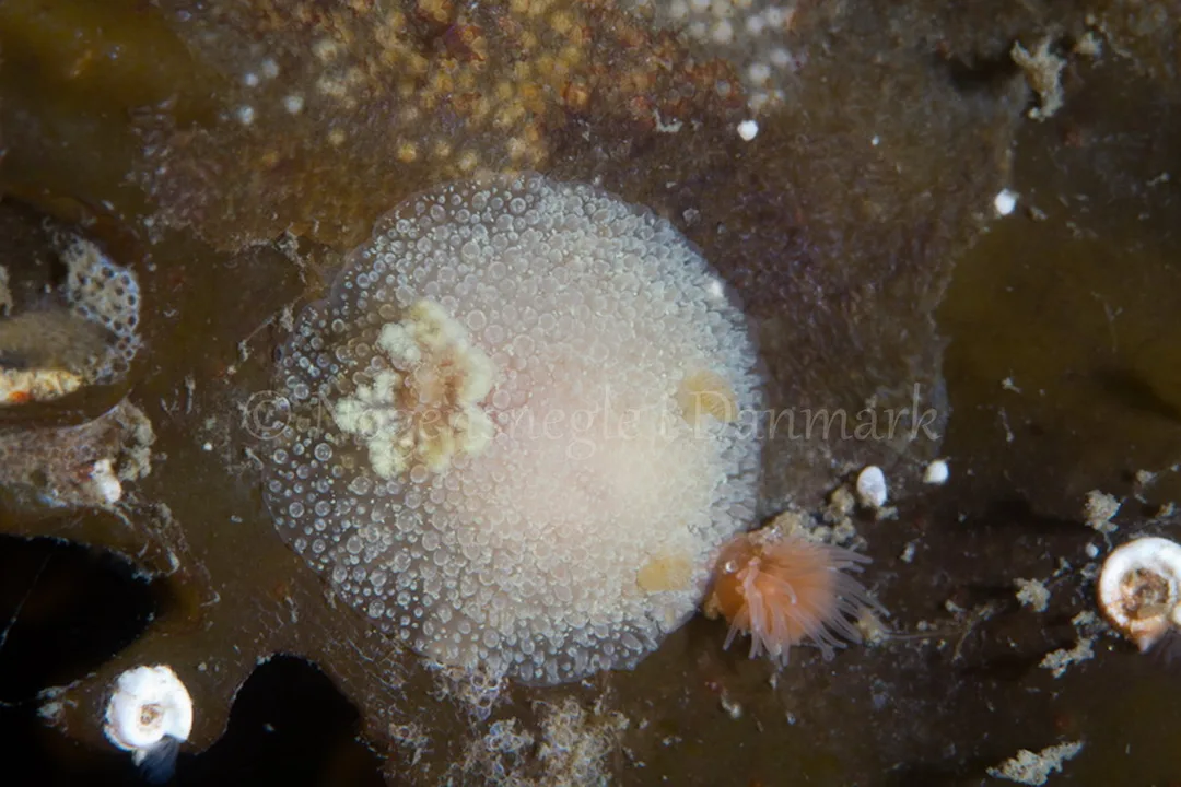 Foto: Poul Erik Rasmussen ....... Acanthodoris pikosa -- www.nudibranchia.dk