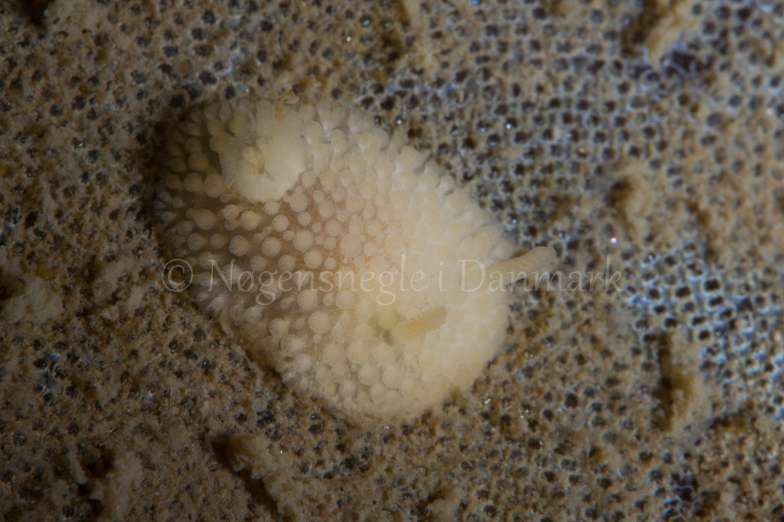 Foto: Poul Erik Rasmussen ....... Onchidoris muricata-- www.nudibranchia.dk