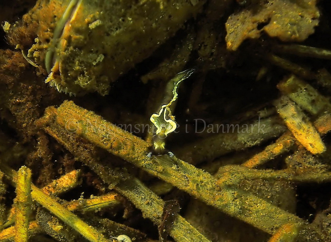 Foto: Jens Egon Jørgensen ....... Elysia viridis -- www.nudibranchia.dk