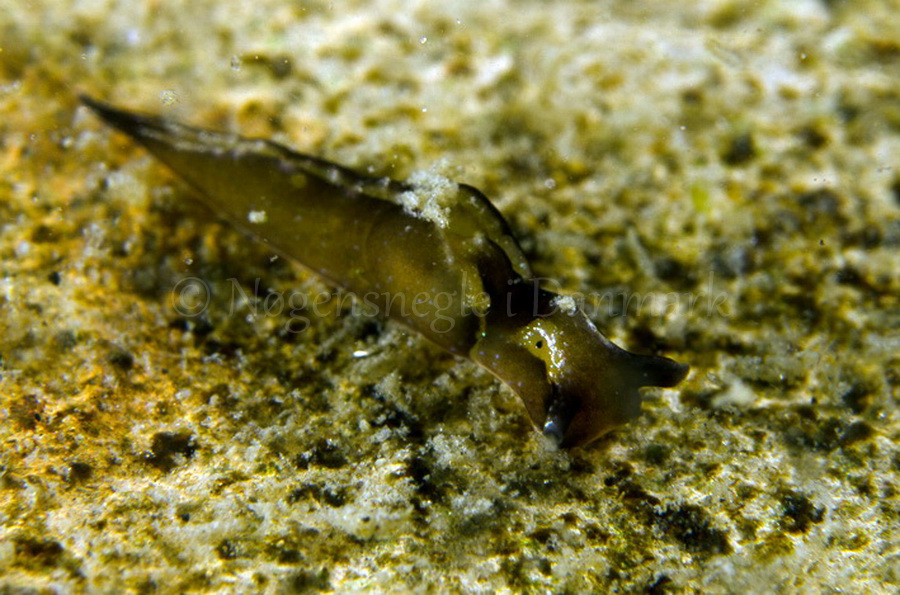 Foto: Lars Nedergaard....Elysia viridis -www.nudibranchia.dk - Nøgensnegle i Danmark