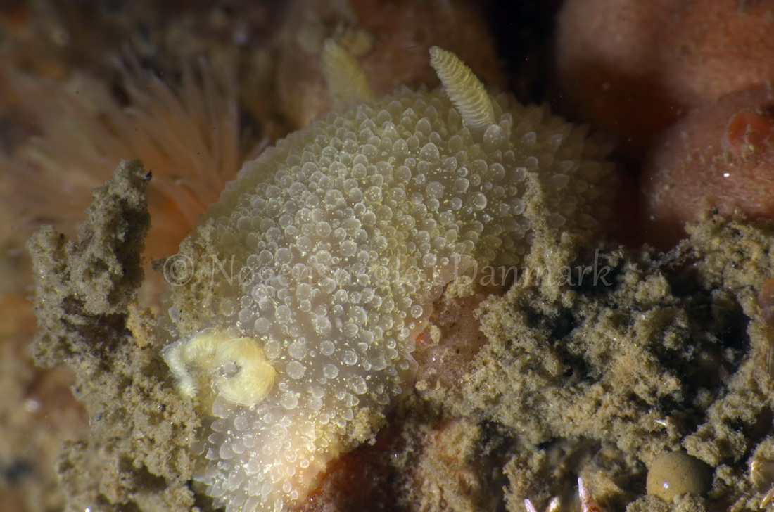 Foto: Jørn Ari ....... Acanthodoris pilosa -- www.nudibranchia.dk