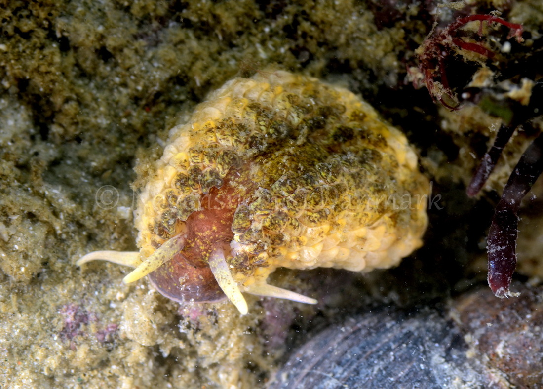 Foto: Henrik Obsen ....... Aeolidia papillosa - www.nudibranchia.dk - Nøgensnegle i Danmark