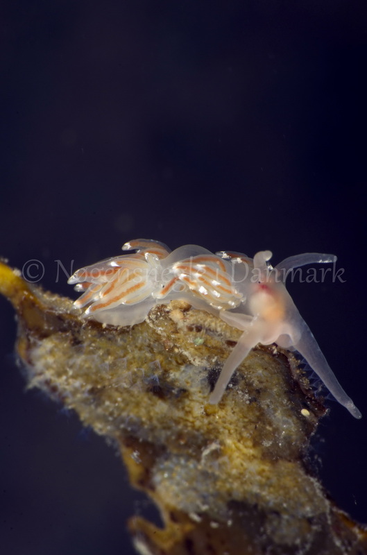 Foto: Jørn Ari ....... Facelina cf bostoniensis -- www.nudibranchia.dk