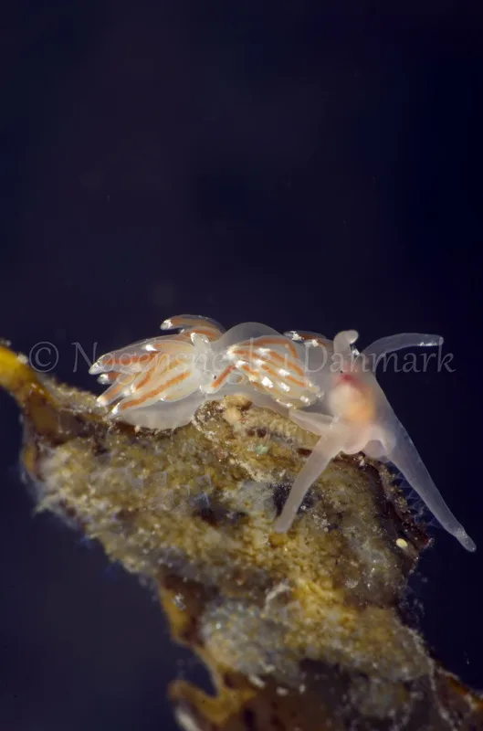Foto: Jørn Ari ....... Facelina cf bostoniensis -- www.nudibranchia.dk