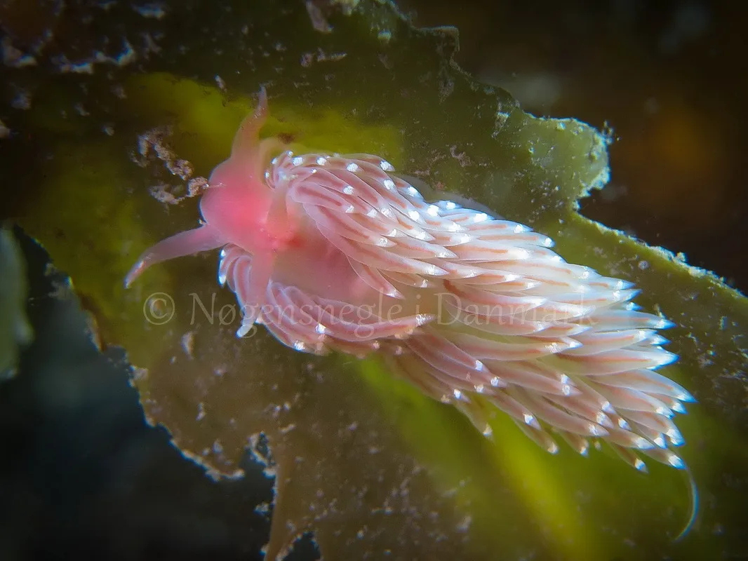 Foto: Claus Neupart ....... Facelina cf bostoniensis -- www.nudibranchia.dk