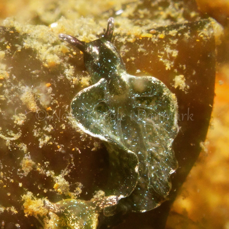 Foto: Daniel Schmidt ....... Elysia viridis --- www.nudibranchia.dk